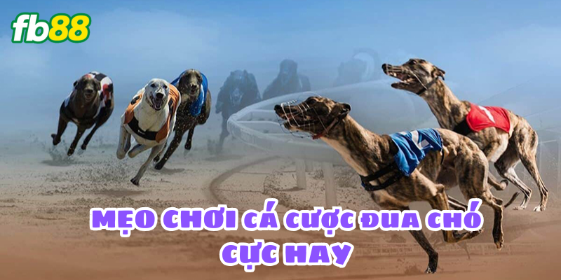 Cá Cược Đua Chó